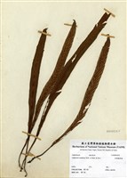 藏品(劍葉鐵角蕨)的圖片